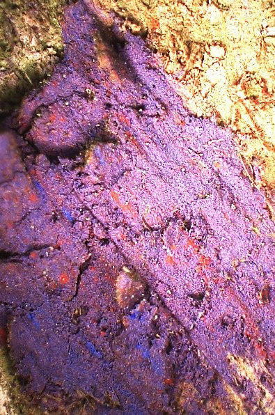 Microphotographie du pastel